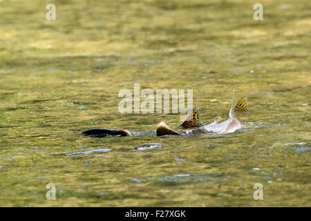 Humpback Salmon, auch bekannt als rosa Lachs, laichen in der Indian River, Sitka, Alaska. Stockfoto