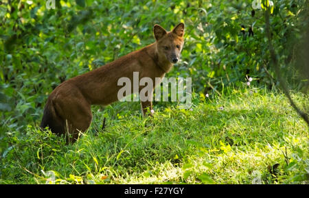 Dhole (Cuon Alpinus) ist ein Canid in Zentral-, Süd- und Südostasien heimisch. Andere englische Bezeichnungen für die Arten sind Asi Stockfoto