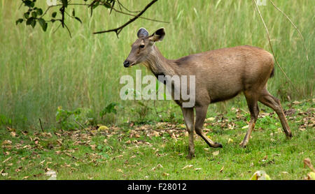 Sambar Deer Stockfoto