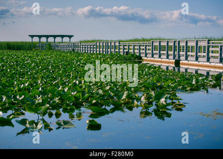 Punkt Pelee Nationalpark Promenade im Sommer, Ontario, Kanada Stockfoto