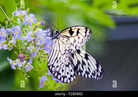 Detail der Großbaum Nymphe Schmetterling (Idee Leuconoe) aka Papier Drachen oder Reispapier Schmetterling Stockfoto