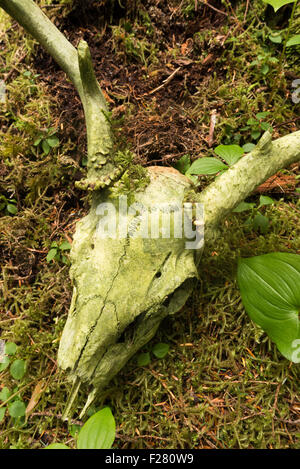 Hirsch-Schädel auf Baranof Island, Alaska. Stockfoto