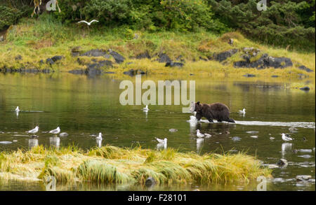 Braunbär, überqueren einen Bach auf Baranof Island, Alaska. Stockfoto