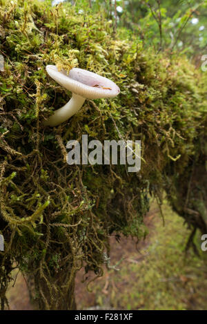 Pilz und Moos auf einen umgestürzten Baum auf einer Insel im Südosten Alaskas. Stockfoto