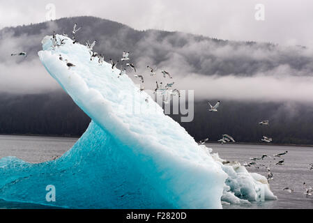 Schwarz-legged Dreizehenmöwen auf einem Eisberg in Stephans Passage, Alaska. Stockfoto