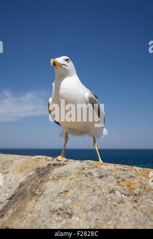 Nahaufnahme von Möwen hocken auf Hafenmauer von Meer, Apulien, Italien Stockfoto