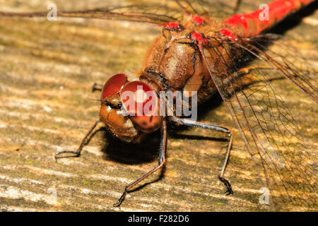 Libelle. Makro- und Nahaufnahmen von Kopf und Thorax von ruddy Darter, ympetrum sanguineum", während seine auf Block Holz thront. Stockfoto