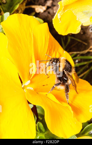 Insekt. Makroaufnahme von Bumble Bee", Bombus Pascuorum', fabout zu landen, während die Pollen sammeln von gelben Blume, Beine und Kopf in Pollen bedeckt Stockfoto