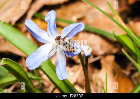 Insekt. Ansicht von oben einen gelben und schwarzen Hoverfly, Flowerfly, Schweiß Biene, der yrphidae'. Fütterung auf Nektar beim Sitzen auf einem blauen Scilla Blume. Stockfoto