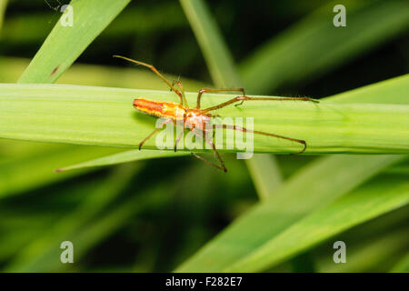 Spider. In der Nähe von Orange Spinne aus der Wolf - Familie, 'tetragnatha extensa', entlang Schilfblatt, Ansicht von oben. Stockfoto