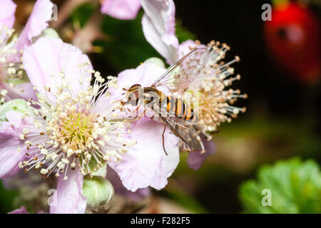 Insekt. Nahaufnahme von Schweben, Fliegen, Episyrphus balteatus'' sammeln Nektar von Blüten. AKA Flowerfly und Biene schwitzen. Ansicht von oben. Stockfoto