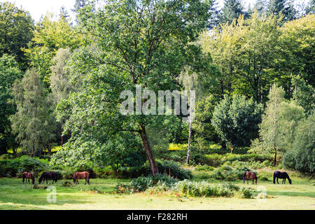 England, New Forest. Gras glade und fünf wilden Ponys Grasen auf dem Rasen gegen den Hintergrund der Wälder mit allen Reifen Bäumen und Farnen. Stockfoto