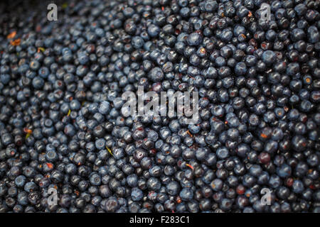 Viele Reife Blaubeeren. Geringe Schärfentiefe. Selektiven Fokus. Stockfoto