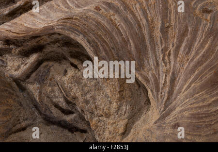 Ein Fossil aus dem unteren Jura-Zeit, allgemein bekannt als Teufels Zehennagel, aus Yorkshire, England, UK Stockfoto