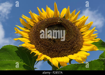 Sonnenblume (Helianthus Annuus), Bienen sammeln Nektar, Bayern, Deutschland Stockfoto