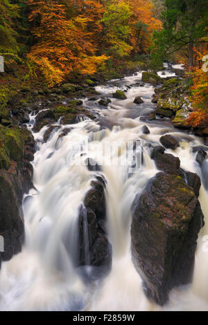 Fluss durch Herbstfärbung in der Eremitage in der Nähe von Dunkeld in Schottland. Stockfoto