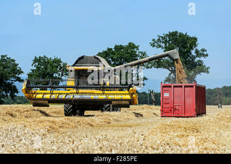 Kombinieren Sie Mähdrescher New Holland CX8080 entladen Winterweizen, Kanton Genf, Schweiz Stockfoto