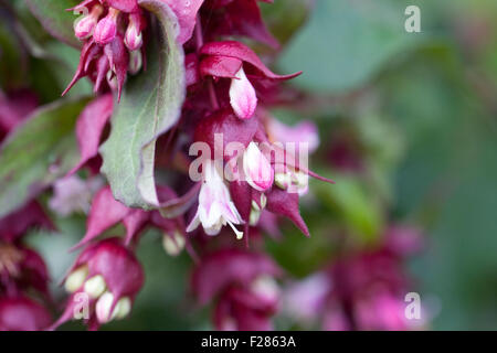 Leycesteria Formosa. Himalayan Honeysuckle Blume. Stockfoto