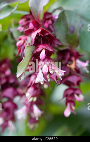 Leycesteria Formosa. Himalayan Honeysuckle Blume. Stockfoto