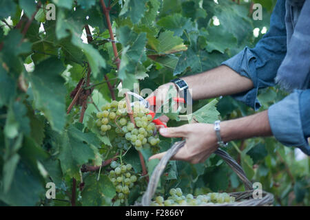 La Faraona Bauernhof, Italien. 12. Sep, 2015. Grapefruites im Weinberg des Masseria La Faraona, Italien. Menschen sind für die Vendemmia Festival Credit Ernte: Francesco Gustincich/Alamy Live News Stockfoto