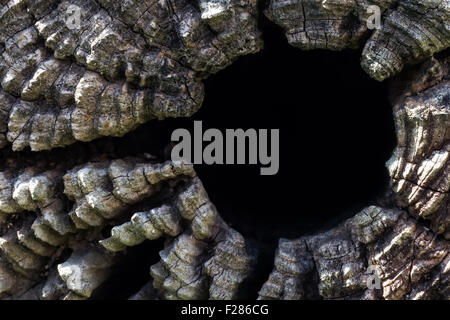 Baum Holz Textur für den Hintergrund. Stockfoto