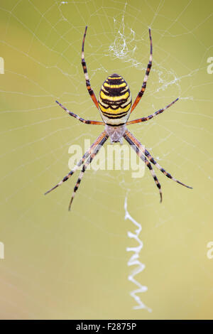 Wasp-Spinne (Argiope Bruennichi), im Netz, mittlere Elbe-Biosphärenreservat, Sachsen-Anhalt, Deutschland Stockfoto