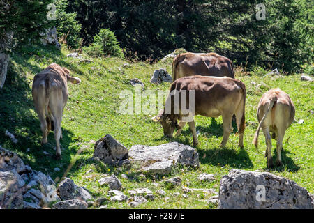 Kühe mit Kuhglocken Beweidung auf Breitenberg Berg in Tannheim-Bereich, Bayern, Deutschland Stockfoto