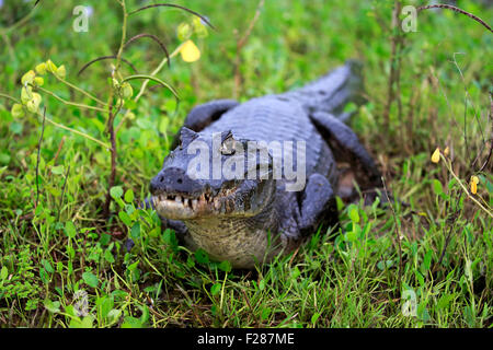 Yacare Kaiman (Caiman Yacare), Erwachsene, auf dem Land, das Pantanal Mato Grosso, Brasilien Stockfoto