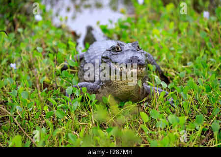 Yacare Kaiman (Caiman Yacare), Erwachsene, auf dem Land, das Pantanal Mato Grosso, Brasilien Stockfoto