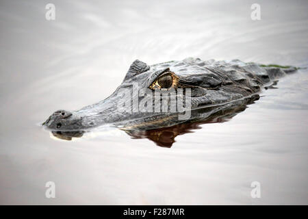 Yacare Kaiman (Caiman Yacare), Erwachsene, im Wasser, Porträt, Pantanal, Mato Grosso, Brasilien Stockfoto