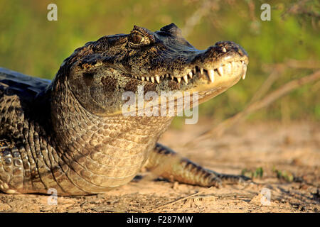 Yacare Kaiman (Caiman Yacare), Erwachsene, auf dem Land, Sonne, Porträt, Pantanal, Mato Grosso, Brasilien Stockfoto