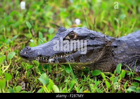 Yacare Kaiman (Caiman Yacare), Erwachsene, auf dem Land, Porträt, Pantanal, Mato Grosso, Brasilien Stockfoto