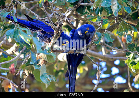 Hyazinth-Ara (Anodorhynchus Hyacinthinus), Paare in einem Baum, Erwachsene, Pantanal, Mato Grosso, Brasilien Stockfoto