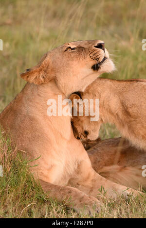 Löwe (Panthera Leo), kuschelt Löwin mit jungen, Masai Mara National Reserve, Narok County, Kenia Stockfoto