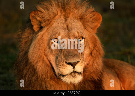 Porträt eines männlichen Löwen (Panthera Leo) im warmen Morgenlicht, am Narok County Sonnenaufgang, Masai Mara National Reserve, Kenia Stockfoto