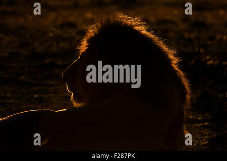 Silhouette eines männlichen Löwen (Panthera Leo), bei Sonnenaufgang, Gegenlicht, Masai Mara National Reserve, Narok County, Kenia Stockfoto