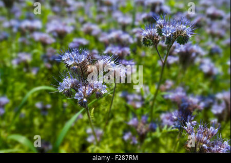 Bienenweide, lacy Phacelia, blaue Rainfarn oder lila Rainfarn (Phacelia Tanacetifolia) in Aying, Bayern, Deutschland Stockfoto