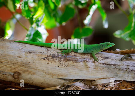 Riesigen Seychellen-Taggecko (Phelsuma Sundbergi Sundbergi), Insel Praslin, Seychellen Stockfoto