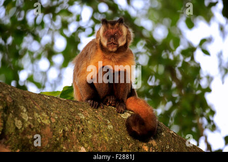 Getuftete Kapuziner (Cebus Apella), Erwachsene Affe auf einem Baum, Pantanal, Mato Grosso, Brasilien Stockfoto