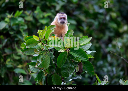 Getuftete Kapuziner (Cebus Apella), junge Affen in einem Baum, Pantanal, Mato Grosso, Brasilien Stockfoto