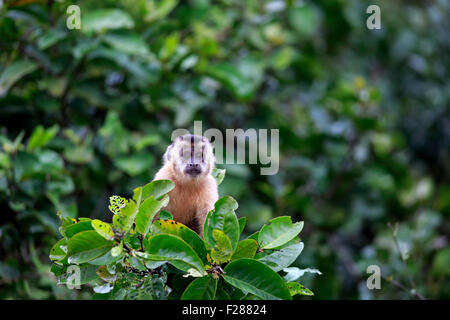 Getuftete Kapuziner (Cebus Apella), junge Affen in einem Baum, Pantanal, Mato Grosso, Brasilien Stockfoto