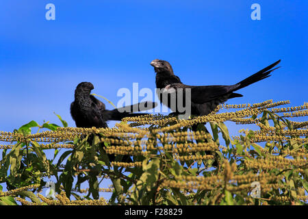 Glatt-billed Anis (Crotophaga Ani), sitzt auf einem Baum, Gruppe, Pantanal, Mato Grosso, Brasilien Stockfoto