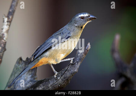 Gräulich Saltator (Saltator Coerulescens) auf einem Baum, Pantanal, Mato Grosso, Brasilien Stockfoto