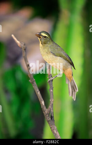 Gräulich Saltator (Saltator Coerulescens) auf einem Baum, Pantanal, Mato Grosso, Brasilien Stockfoto