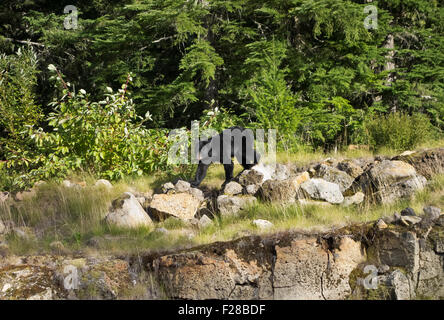 American Black bear Klettern entlang der Felsen an der Seite der Straße in der Nähe von Whistler, British Columbia, Kanada. Stockfoto
