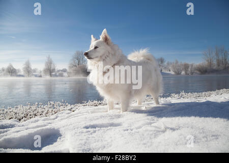 Hund am Seeufer stehen im Winter, Eichenau, Fürstenfeldbruck, Bayern, Deutschland, Stockfoto