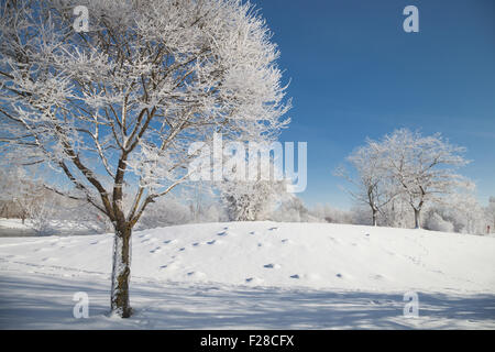 Schneebedeckte Bäume auf Landschaft, Eichenau, Fürstenfeldbruck, Bayern, Deutschland Stockfoto
