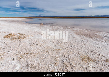 Große, leuchtend weiße Salinen neben Lagnua Cejar in der Atacama-Wüste, Chile. Stockfoto