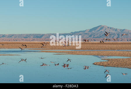 Anden-Flamingos (Phoenicopterus Andinus) am Laguna Chaxa kurz nach Sonnenaufgang mit den Anden im Hintergrund. Stockfoto