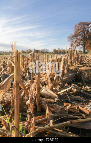 Stoppeln in abgeernteten Maisfeld, Eichenau, Fürstenfeldbruck, Bayern, Deutschland Stockfoto